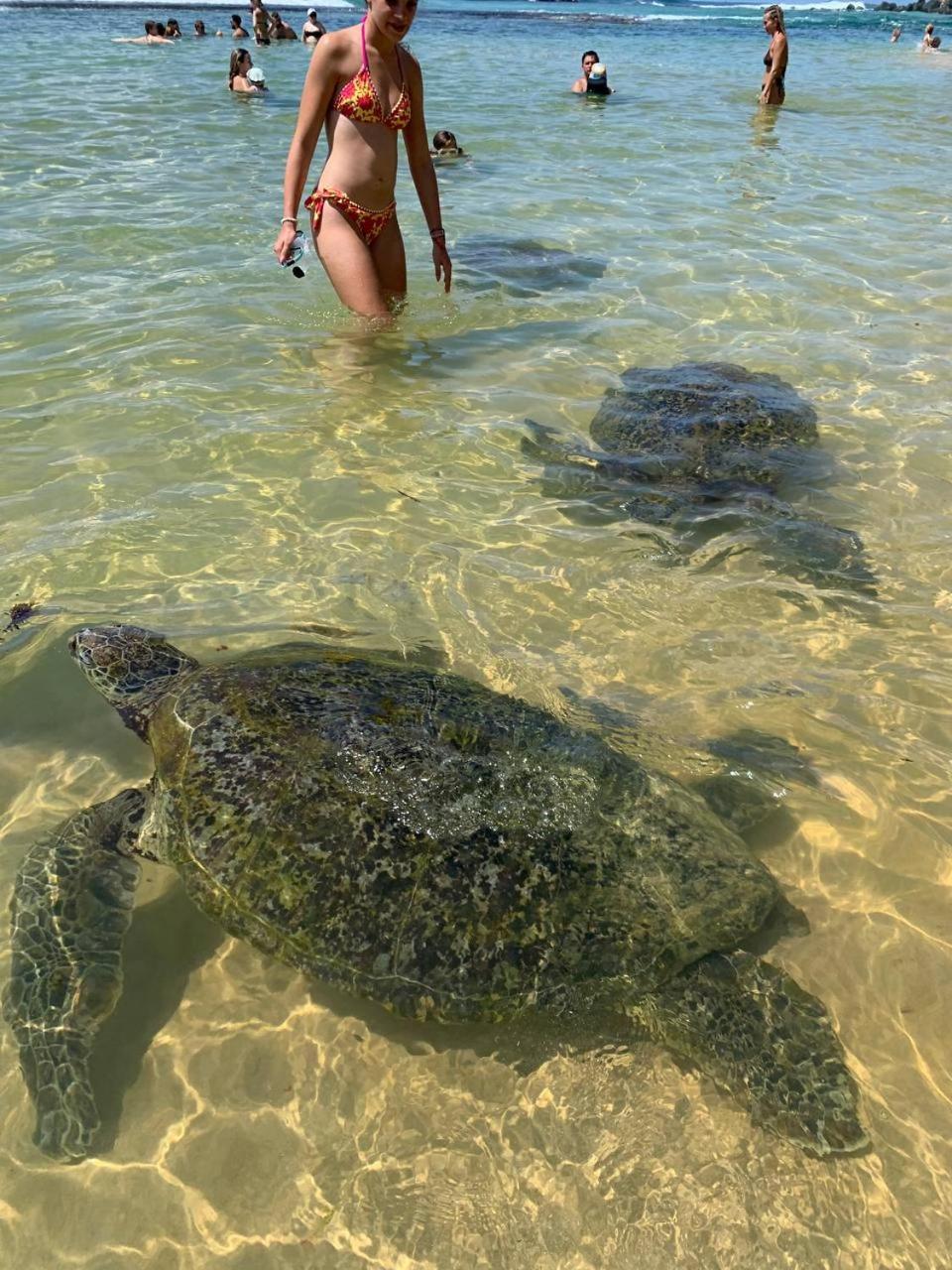 Arcadia Lägenhet Unawatuna Exteriör bild